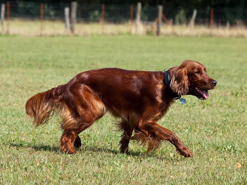 İrlanda Setter fotoğraf 3