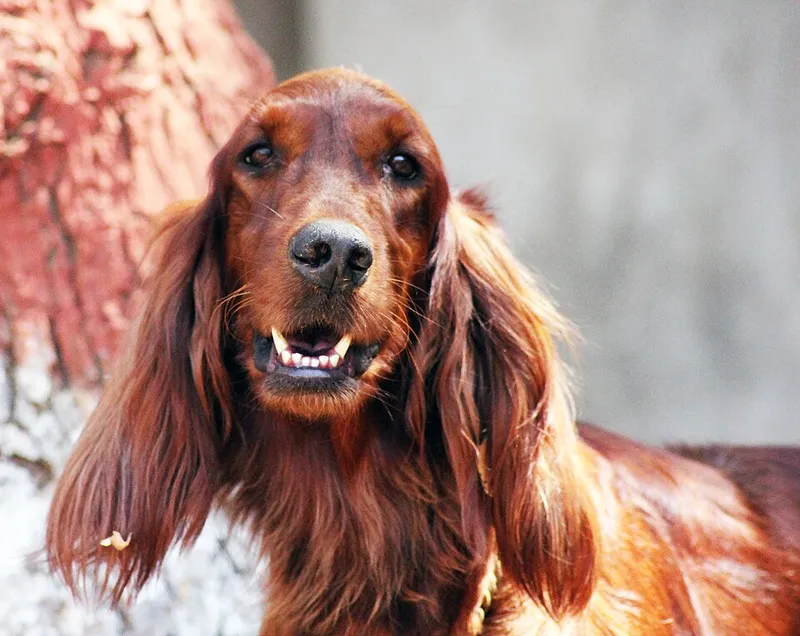 İrlanda Setter fotoğraf 4