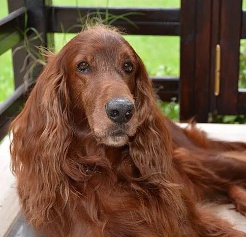 İrlanda Setter fotoğraf 5