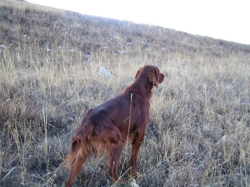 İrlanda Setter fotoğraf 6