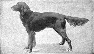 İrlanda Setter fotoğraf 8