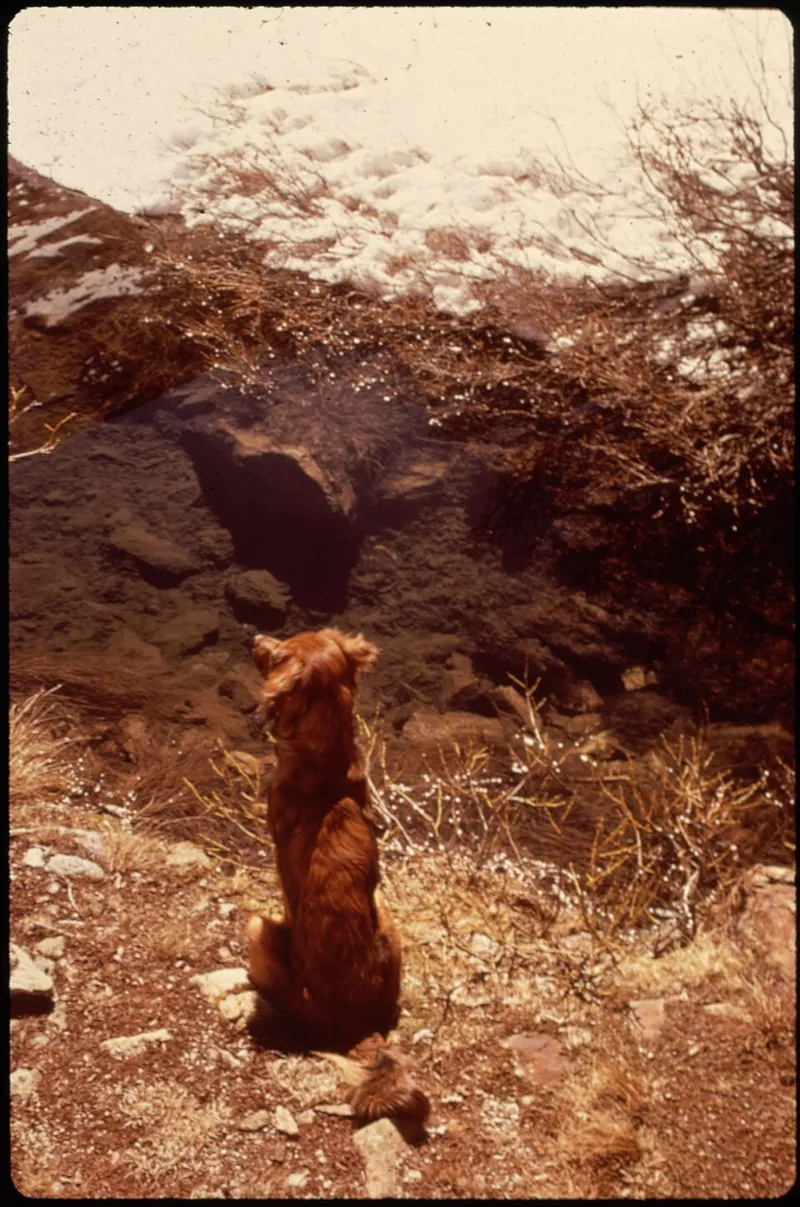 İrlanda Setter fotoğraf 9