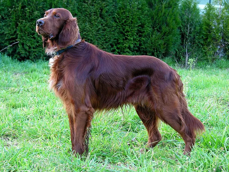 İrlanda Setter fotoğraf 10