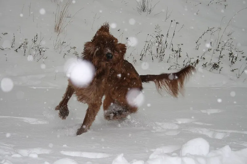 İrlanda Setter fotoğraf 11