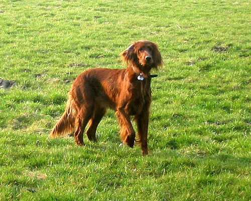 İrlanda Setter fotoğraf 12