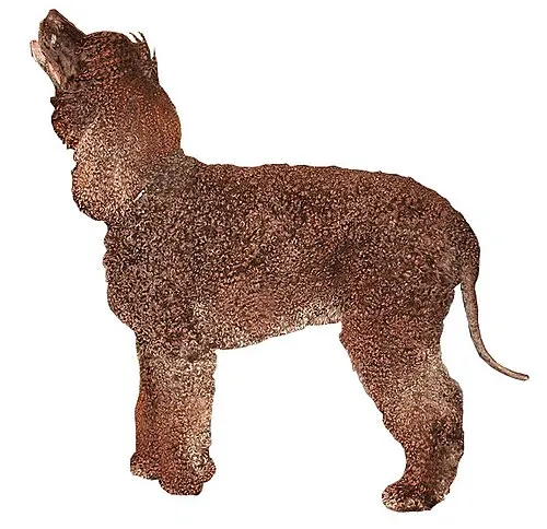 İrlanda Su Spaniel fotoğraf 1