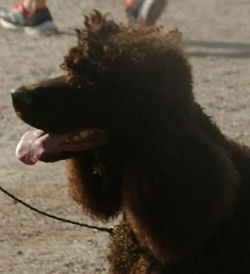 İrlanda Su Spaniel fotoğraf 2