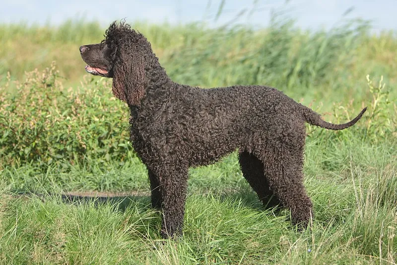 İrlanda Su Spaniel fotoğraf 3