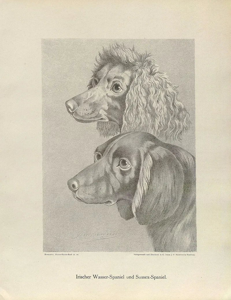 İrlanda Su Spaniel fotoğraf 4