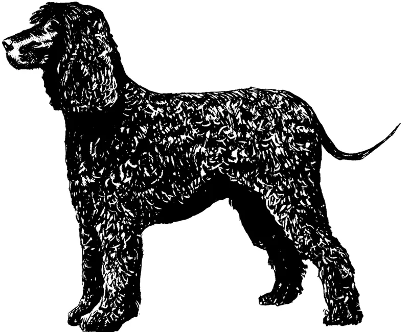 İrlanda Su Spaniel fotoğraf 5