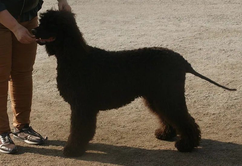 İrlanda Su Spaniel fotoğraf 6