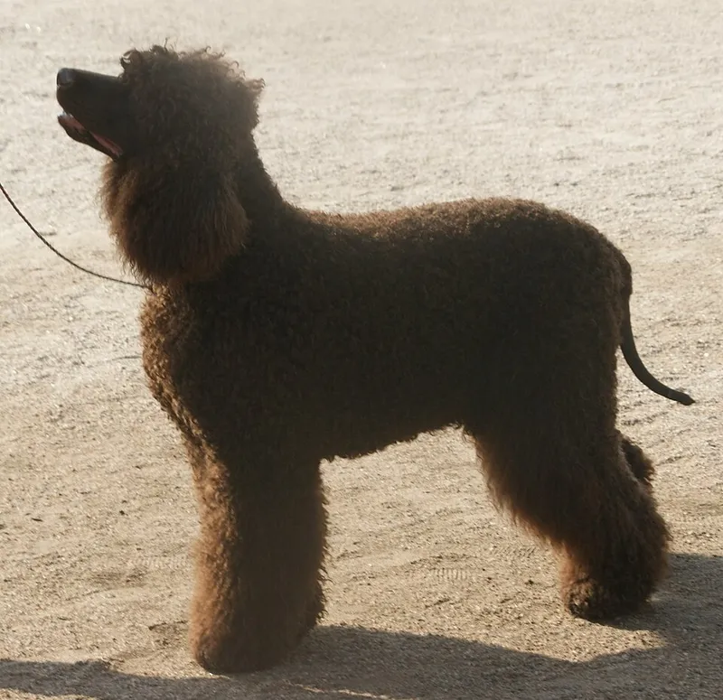 İrlanda Su Spaniel fotoğraf 7