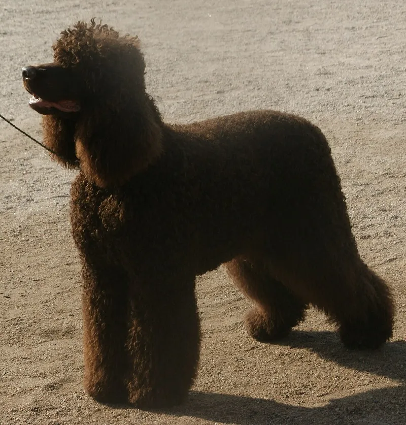 İrlanda Su Spaniel fotoğraf 8