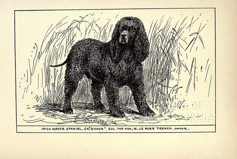 İrlanda Su Spaniel fotoğraf 9