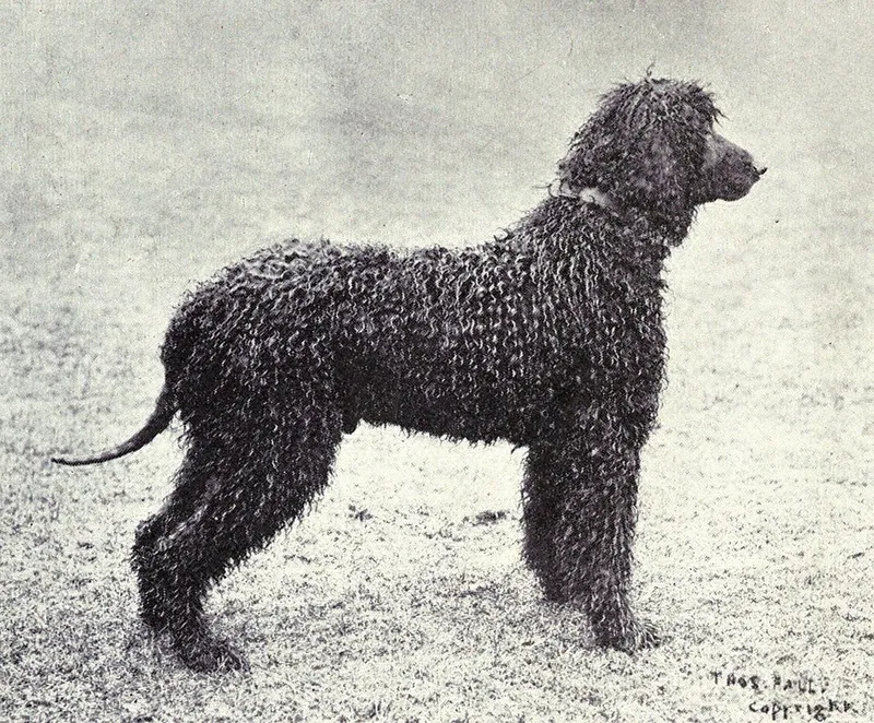İrlanda Su Spaniel fotoğraf 10
