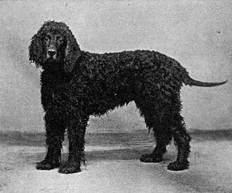 İrlanda Su Spaniel fotoğraf 11