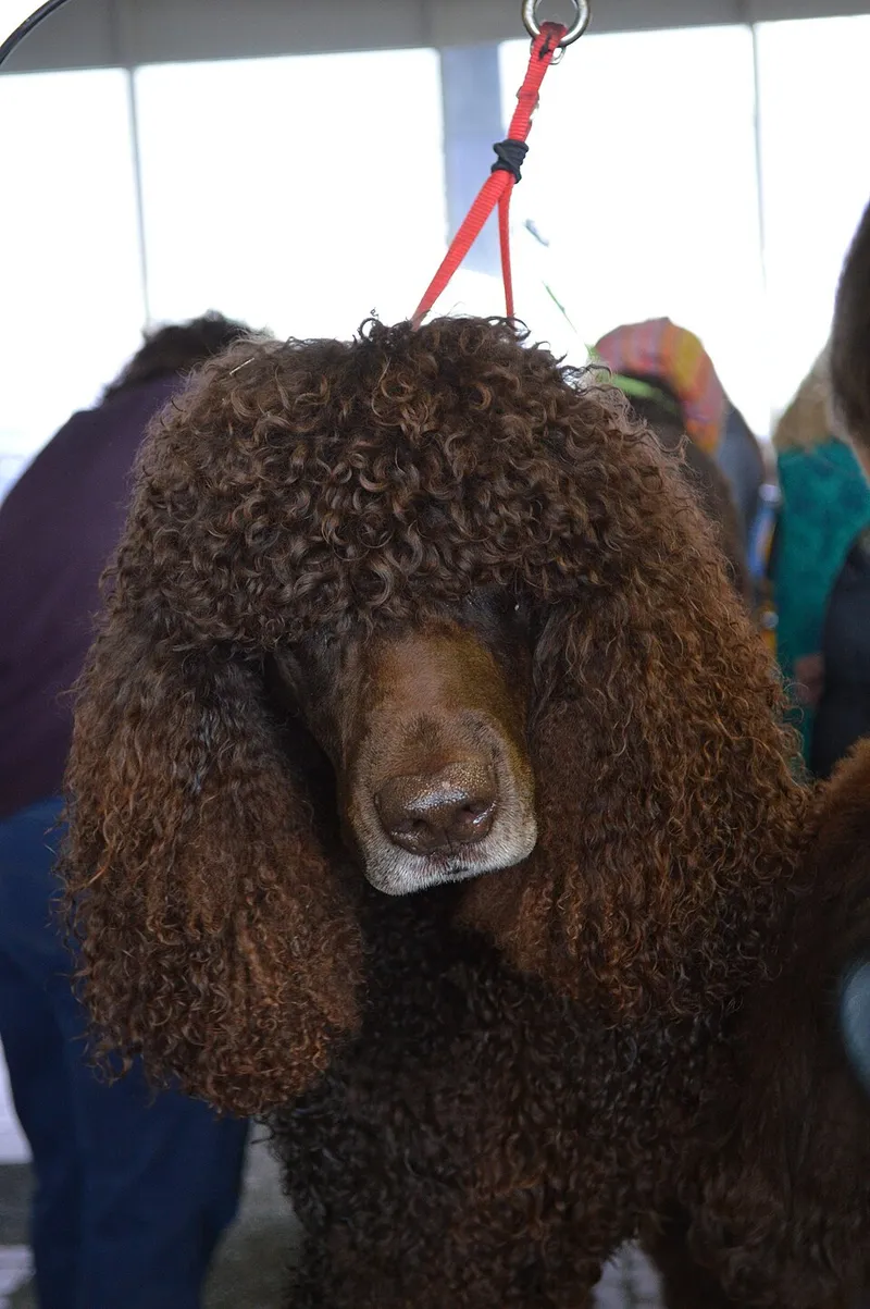 İrlanda Su Spaniel fotoğraf 12