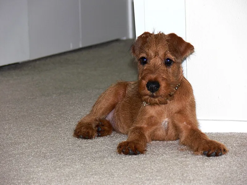 İrlanda Terrier fotoğraf 1