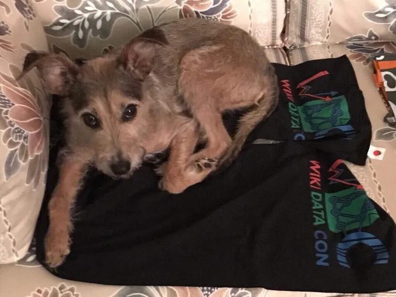 İrlanda Terrier fotoğraf 2
