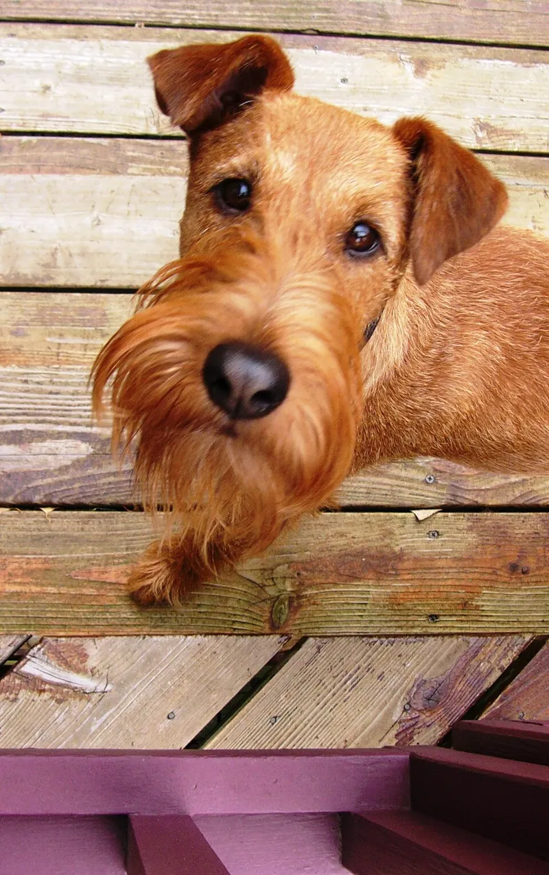 İrlanda Terrier fotoğraf 4