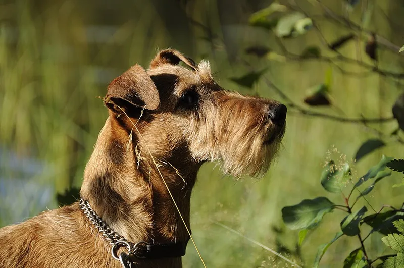 İrlanda Terrier fotoğraf 6