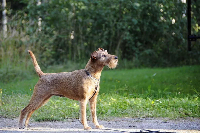 İrlanda Terrier fotoğraf 7