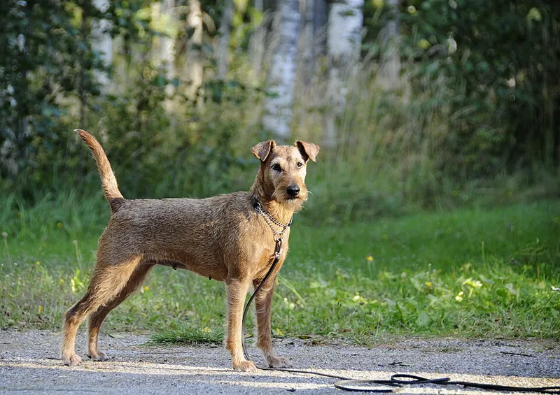 İrlanda Terrier fotoğraf 8