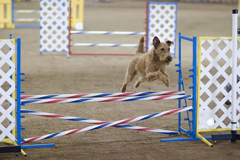 İrlanda Terrier fotoğraf 9