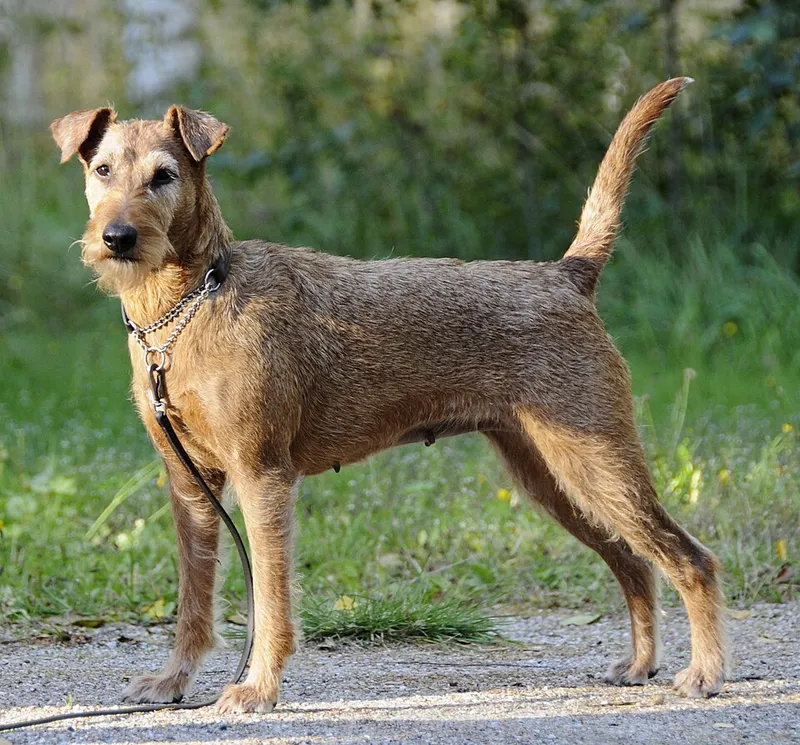İrlanda Terrier fotoğraf 10