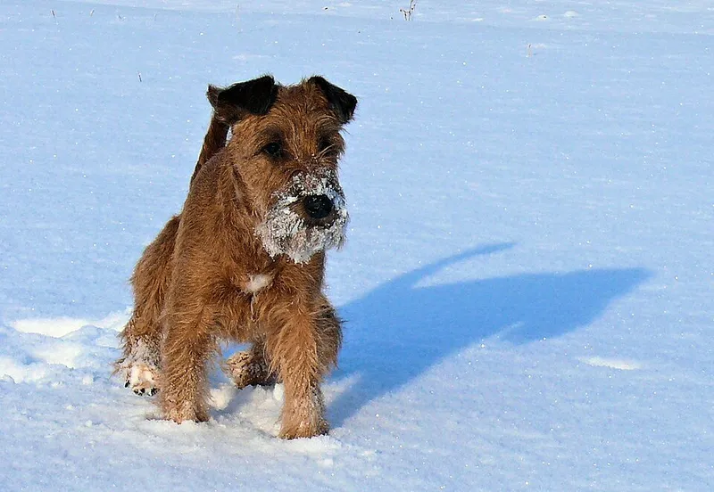 İrlanda Terrier fotoğraf 11