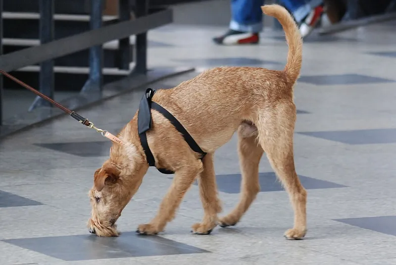 İrlanda Terrier fotoğraf 12