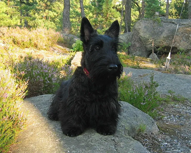 İskoç Terrier fotoğraf 1