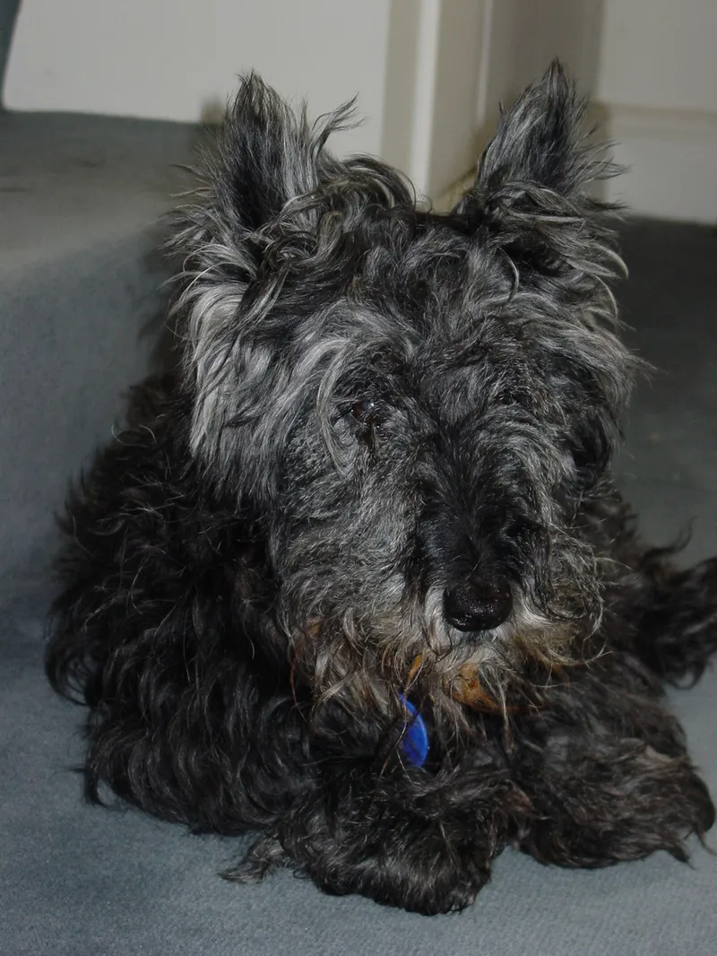 İskoç Terrier fotoğraf 2