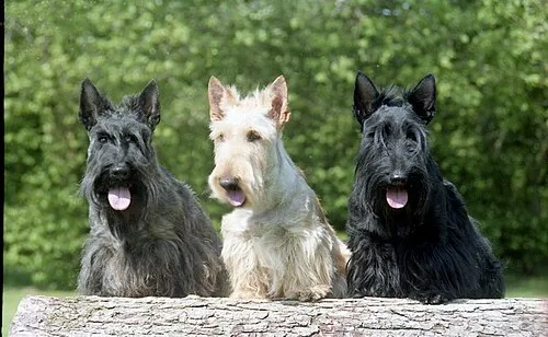 İskoç Terrier fotoğraf 3