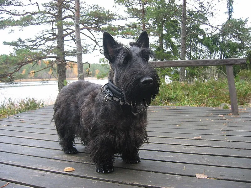 İskoç Terrier fotoğraf 4