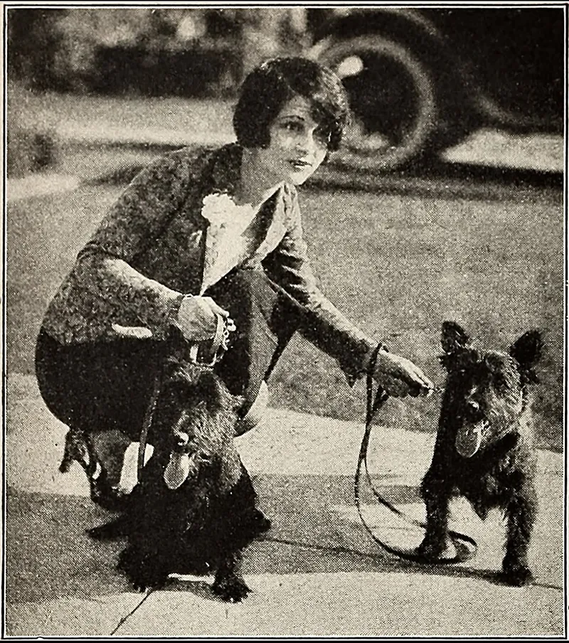 İskoç Terrier fotoğraf 5