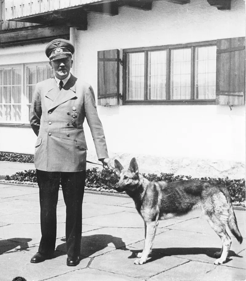 İskoç Terrier fotoğraf 6