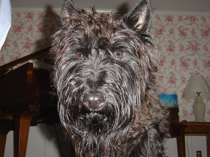 İskoç Terrier fotoğraf 7