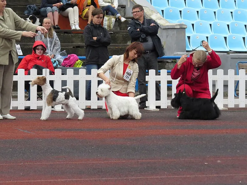 İskoç Terrier fotoğraf 8