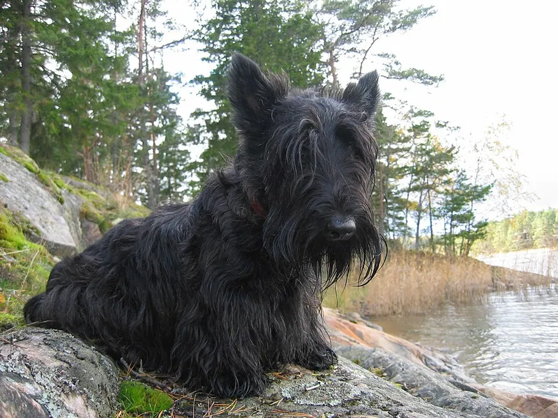 İskoç Terrier fotoğraf 9