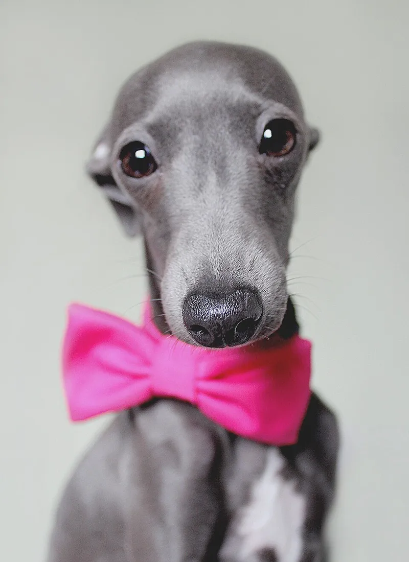İtalyan Greyhound fotoğraf 1