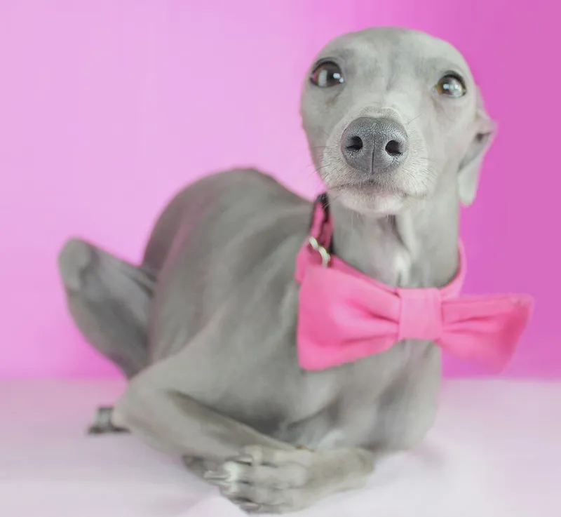 İtalyan Greyhound fotoğraf 2