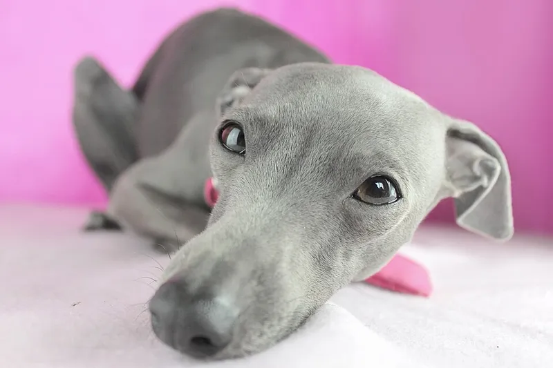 İtalyan Greyhound fotoğraf 3