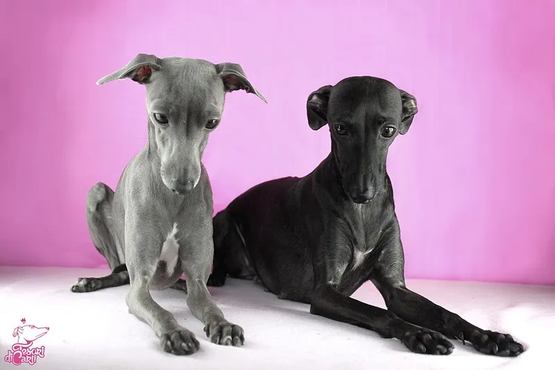İtalyan Greyhound fotoğraf 4