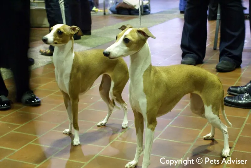 İtalyan Greyhound fotoğraf 5