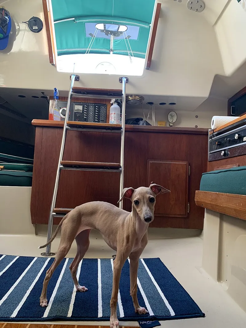 İtalyan Greyhound fotoğraf 6