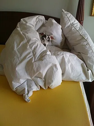 İtalyan Greyhound fotoğraf 7