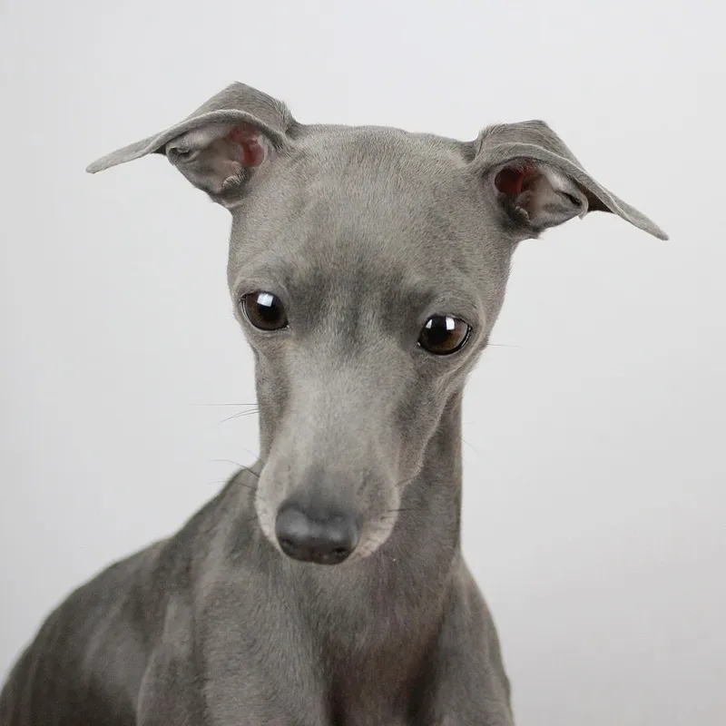 İtalyan Greyhound fotoğraf 8