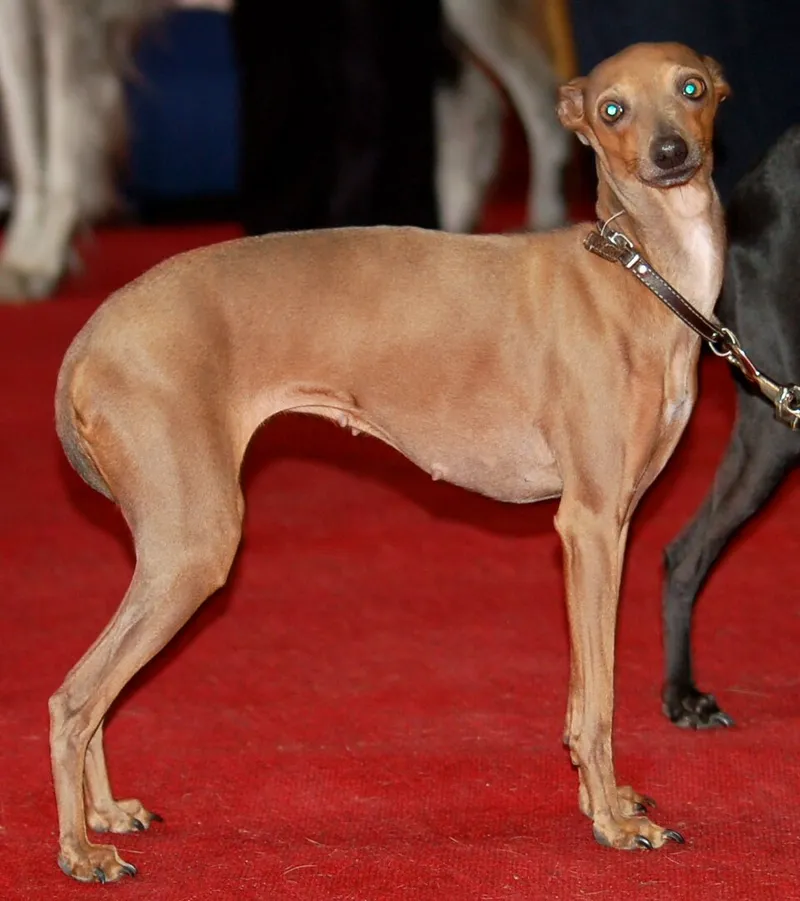 İtalyan Greyhound fotoğraf 9