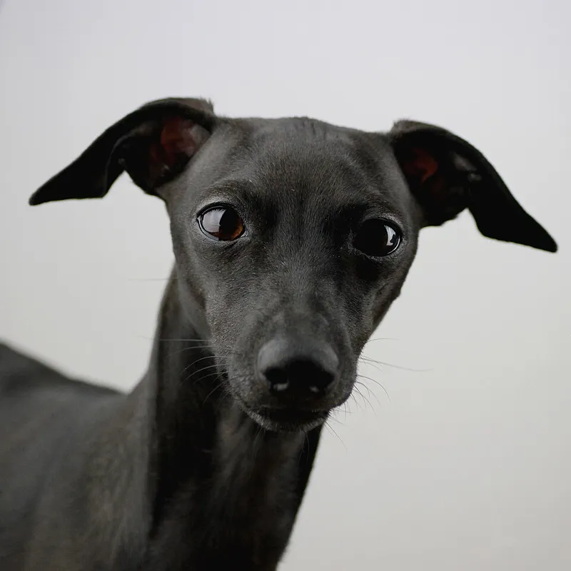 İtalyan Greyhound fotoğraf 10